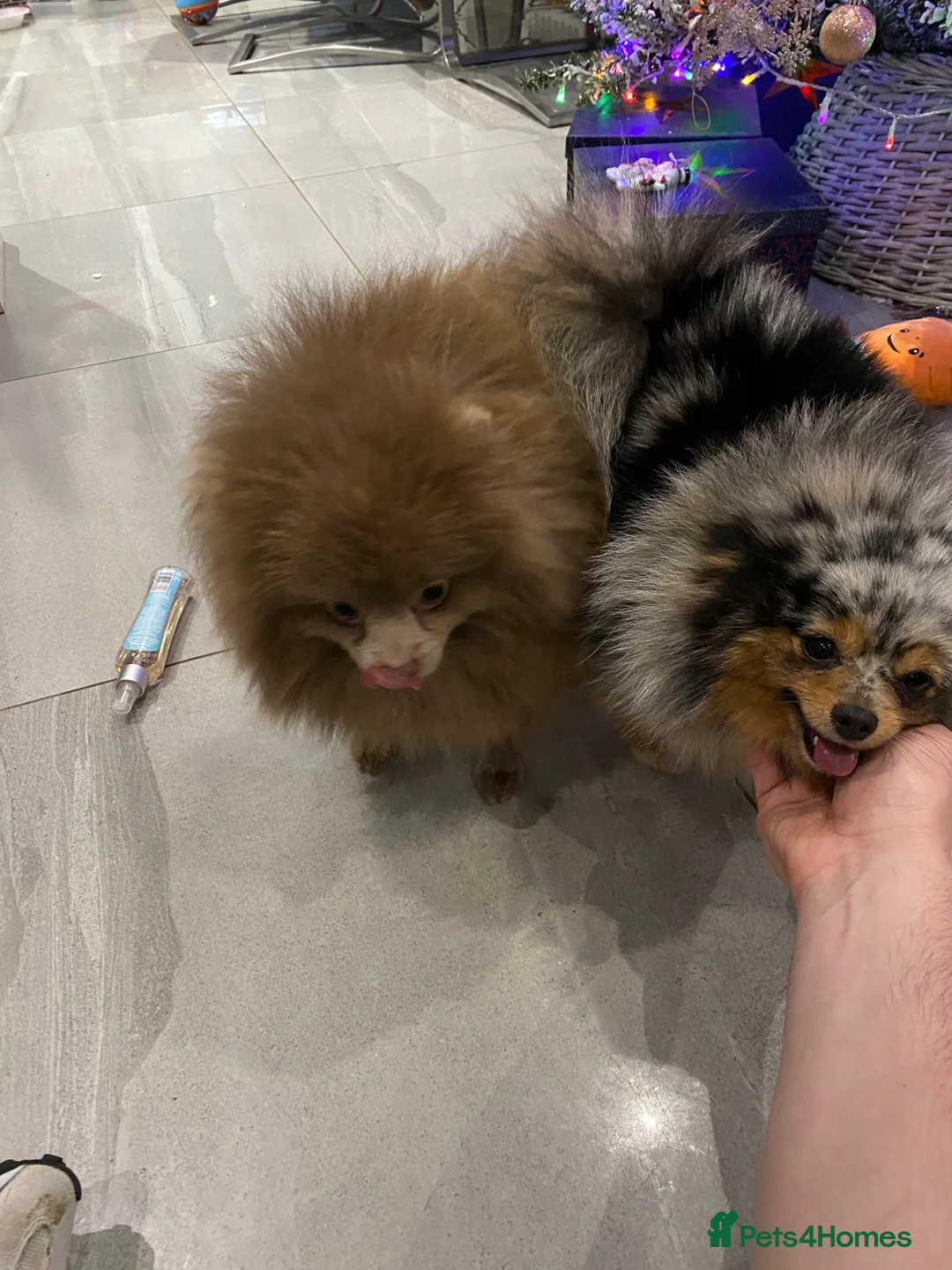 Pomeranian dogs for sale: STUNNING ONE OF A KIND ADULT POM  - Advert 6