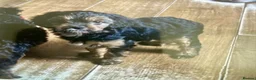 Mixed Breed dogs for sale: Cavalier x Biewer terrier  - Advert 6
