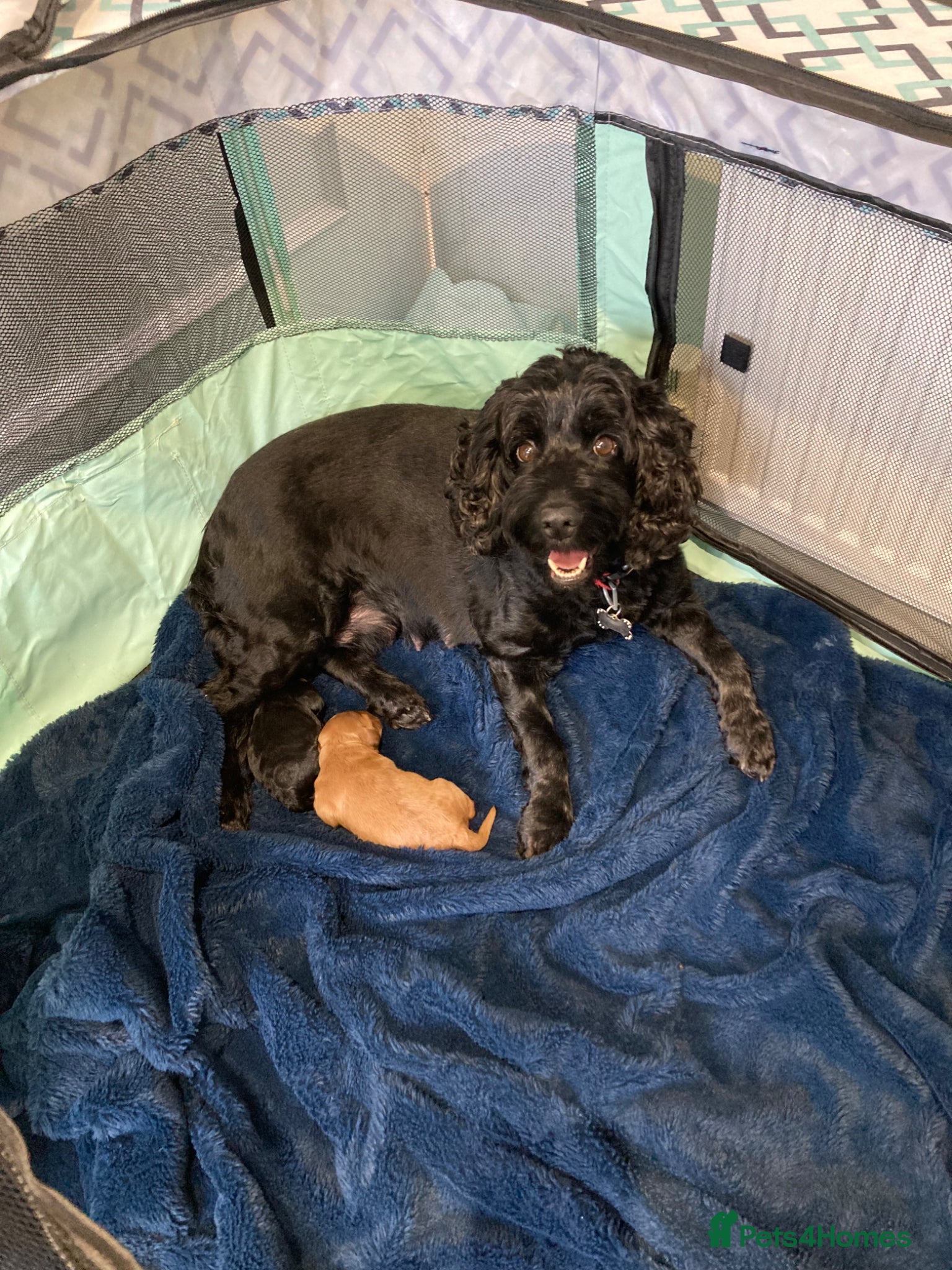 Cockapoo dogs 2 F1B cockapoo puppies both male  - Advert 2