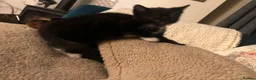 Mixed Breed cats for sale: 2 Tuxedo Tabby Boys in Shifnal - Advert 8