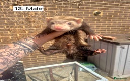 Ferret rodents for sale: Ferret kits - Image 15