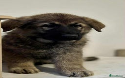 German Shepherd dogs for sale: German shepherd pups  - Image 22