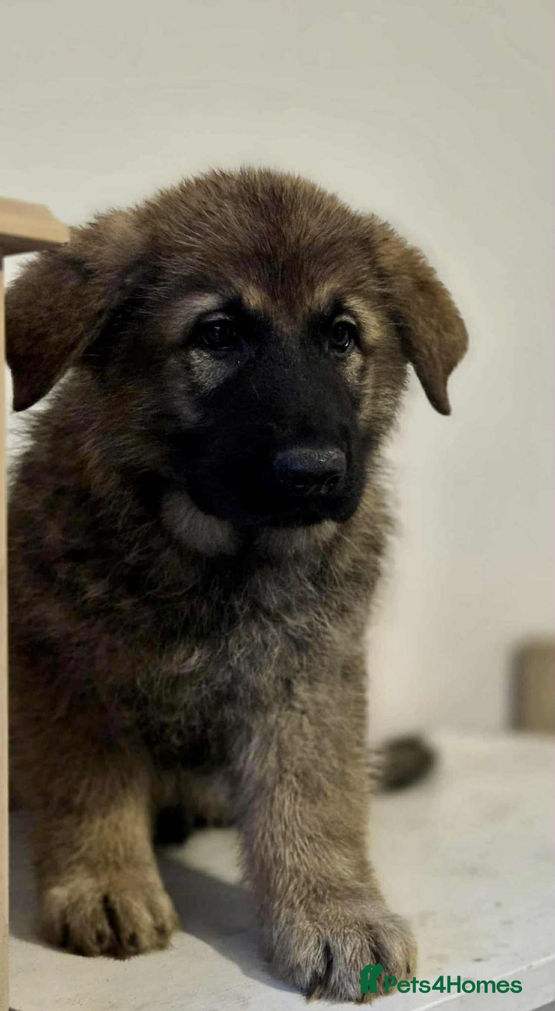 German Shepherd dogs for sale: German shepherd pups  - Image 22