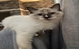 Ragdoll cats for sale: Flame Point Ragdoll mixed 2 years old - Image 5