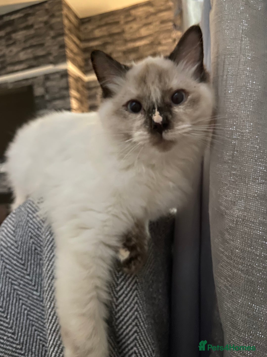 Ragdoll cats for sale: Flame Point Ragdoll mixed 2 years old - Image 5