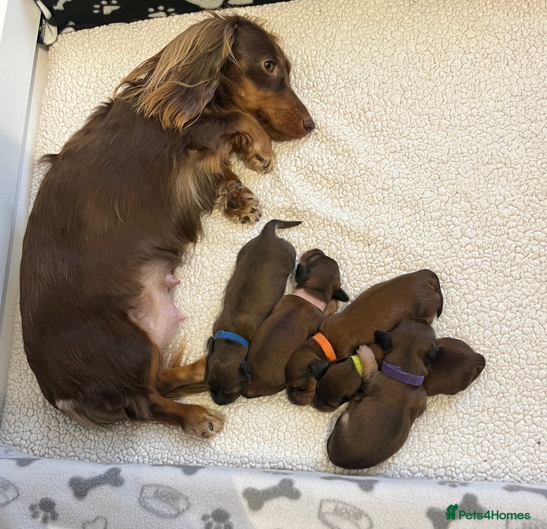 Miniature Dachshund dogs for sale: Family owned miniature longhaired dachshunds - Image 22