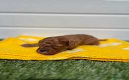 Toy Poodle dogs for sale: Adorable Toy Poodle Pups Looking for Forever Homes - Image 5