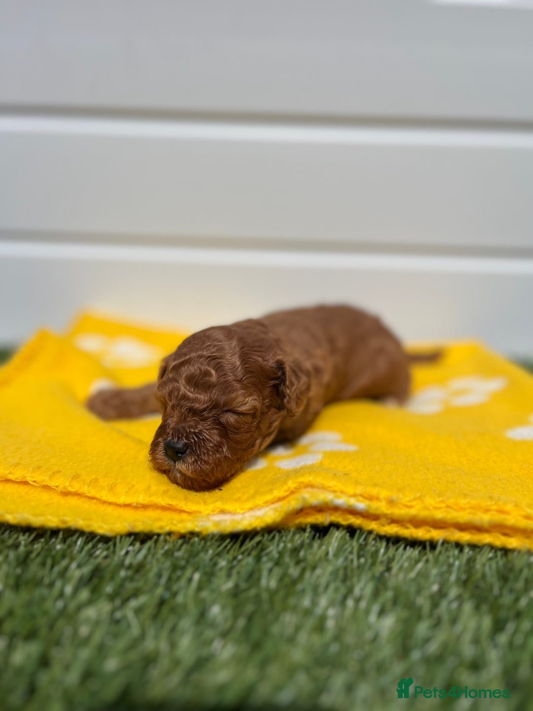 Toy Poodle dogs for sale: Adorable Toy Poodle Pups Looking for Forever Homes - Image 5