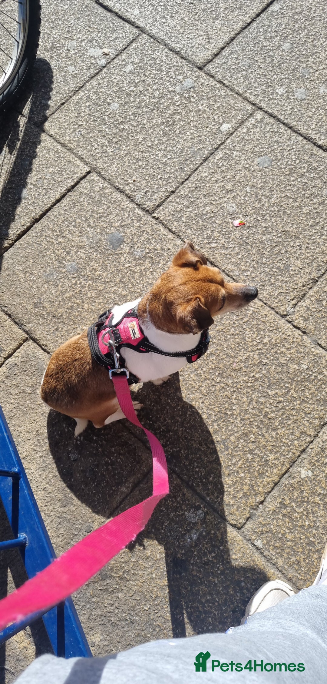 Jack Russell dogs for sale: Jack Russell puppies  - Image 11