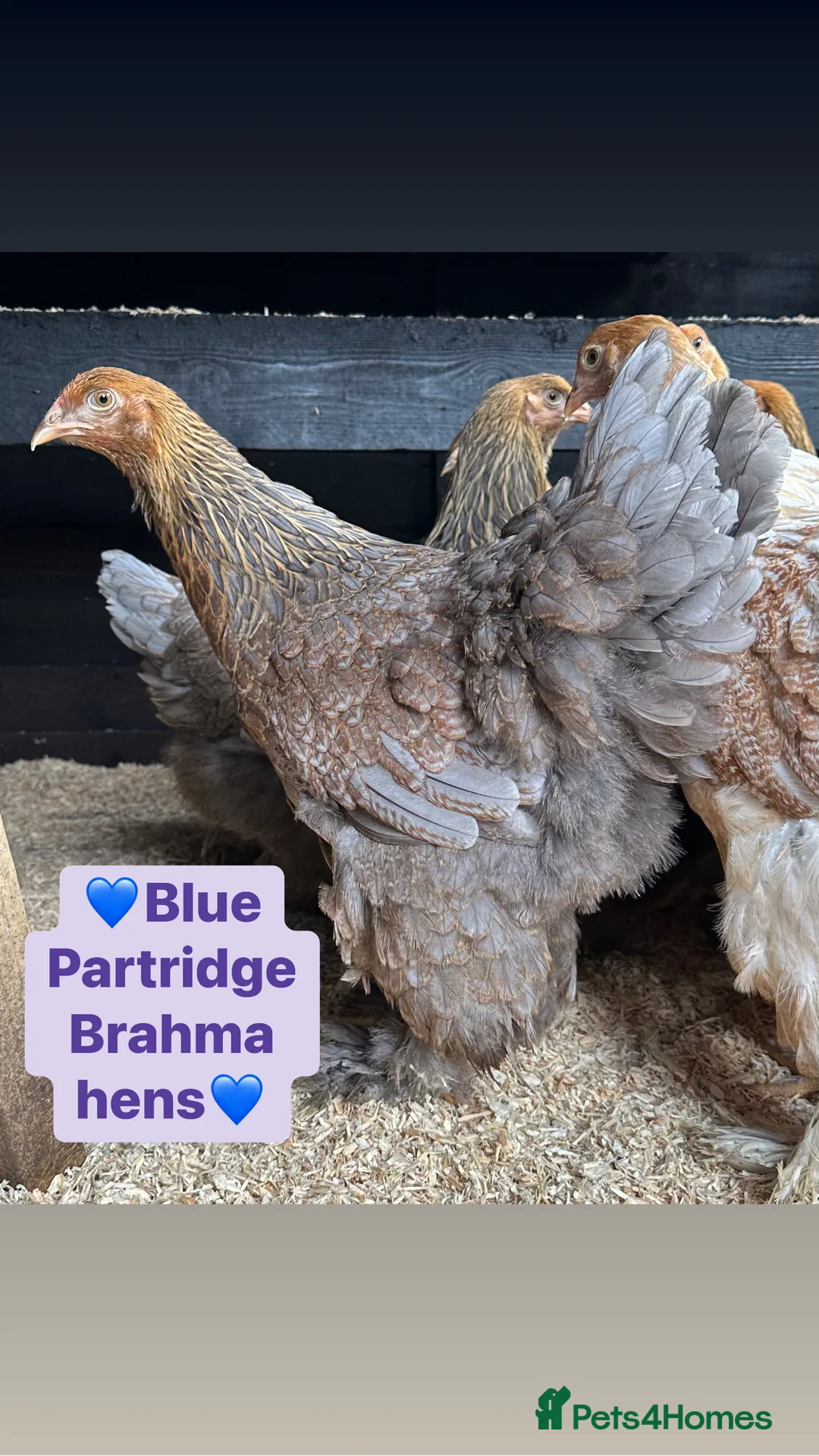 Chickens poultry for sale: Pure breed bantam hens at point of lay - Advert 20