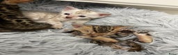 Bengal cats for sale: Bengal kittens for sale - Advert 5