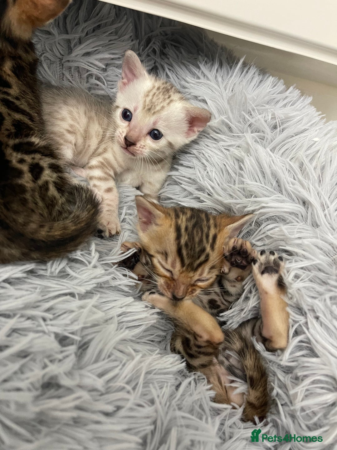 Bengal cats for sale: Bengal kittens for sale - Advert 5