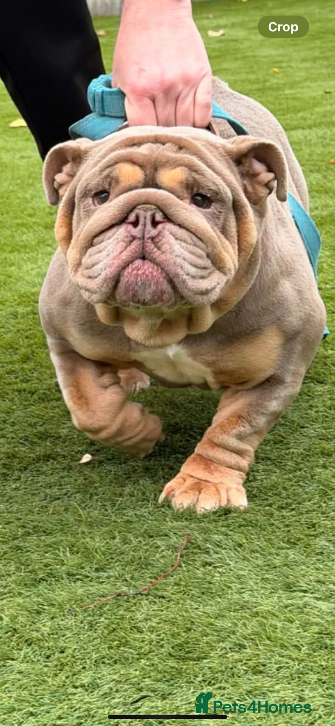 English Bulldog dogs for sale: Pedigree English Bulldog Pups - Advert 3