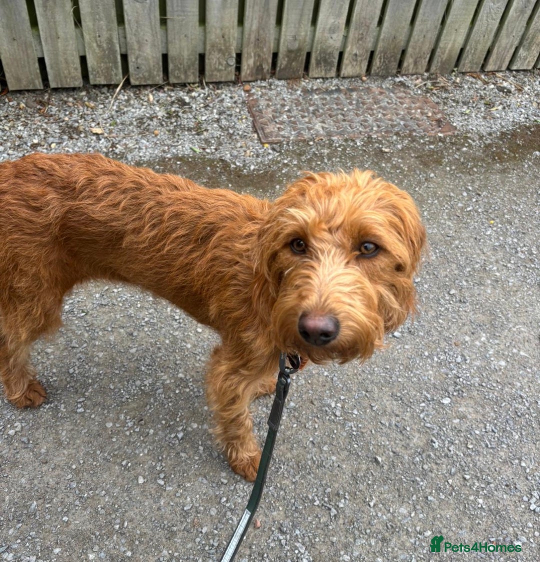 Labradoodle dogs for sale: Fox Red F1 Miniature Labradoodles  - Advert 23
