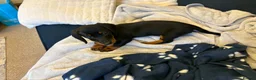 Miniature Dachshund dogs for sale: Male miniature dash hound  - Advert 5