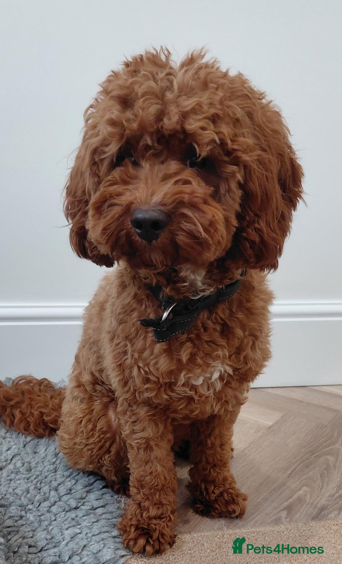 Cavapoo dogs F1 Toy cavapoo stud-extensively health tested - Advert 4