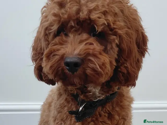 Cavapoo dogs F1 Toy cavapoo stud-extensively health tested - Advert 4