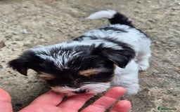 Mixed Breed dogs for sale: Jackawawa pups - Image 2