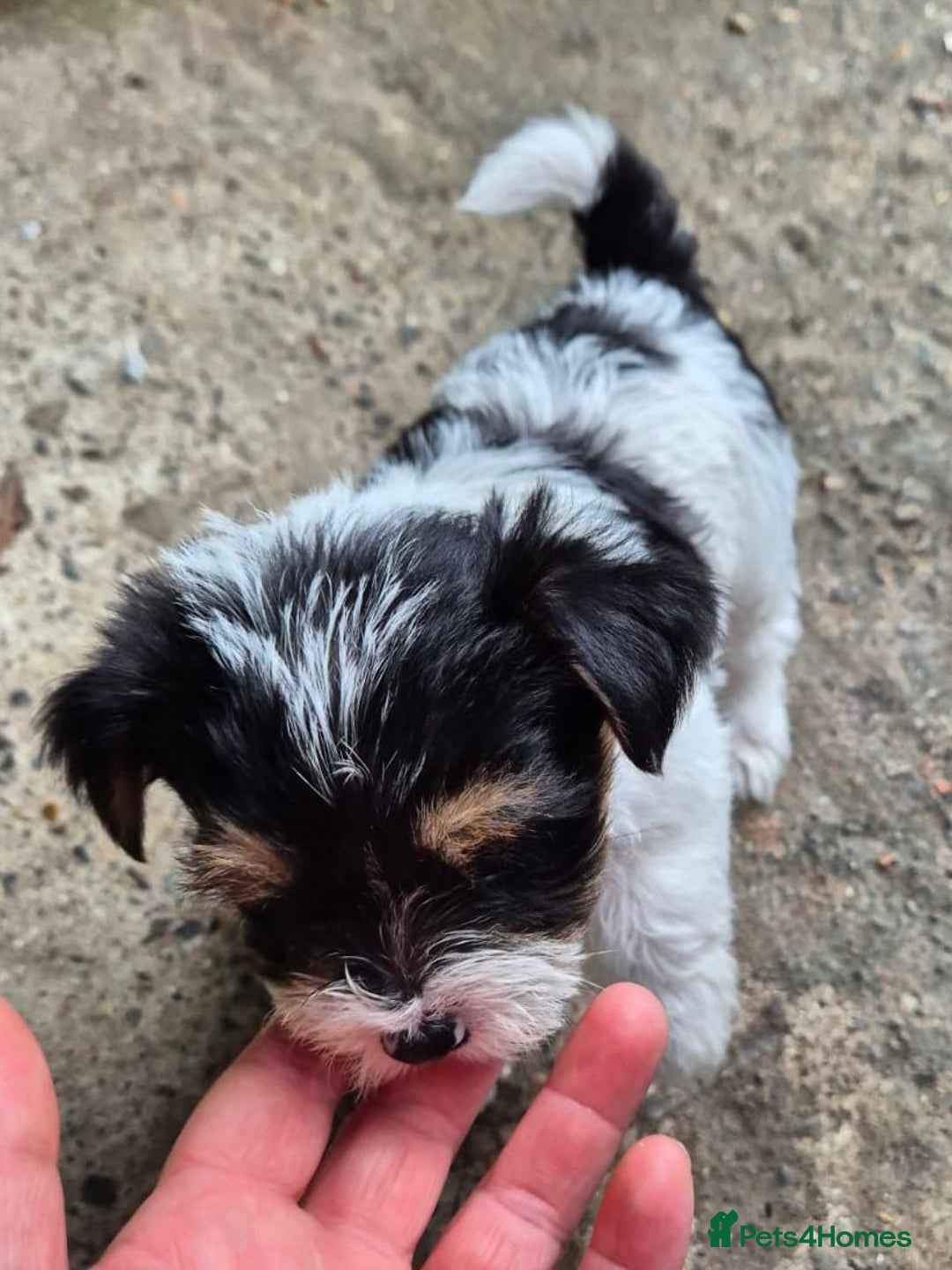 Mixed Breed dogs for sale: Jackawawa pups - Image 2
