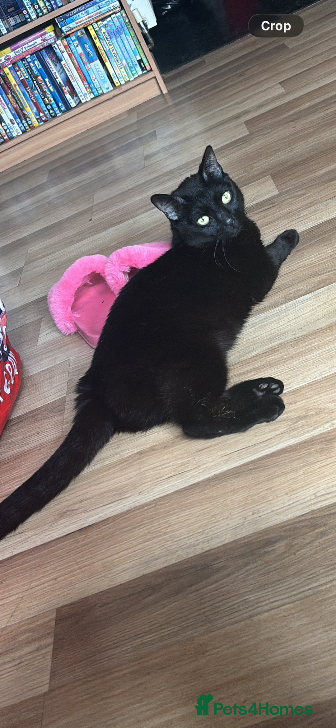 Mixed Breed cats for sale: Two male cats  - Advert 1