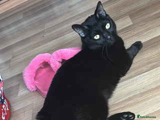 Mixed Breed cats Two male cats - Advert 6