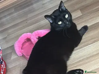 Mixed Breed cats Two male cats - Advert 7