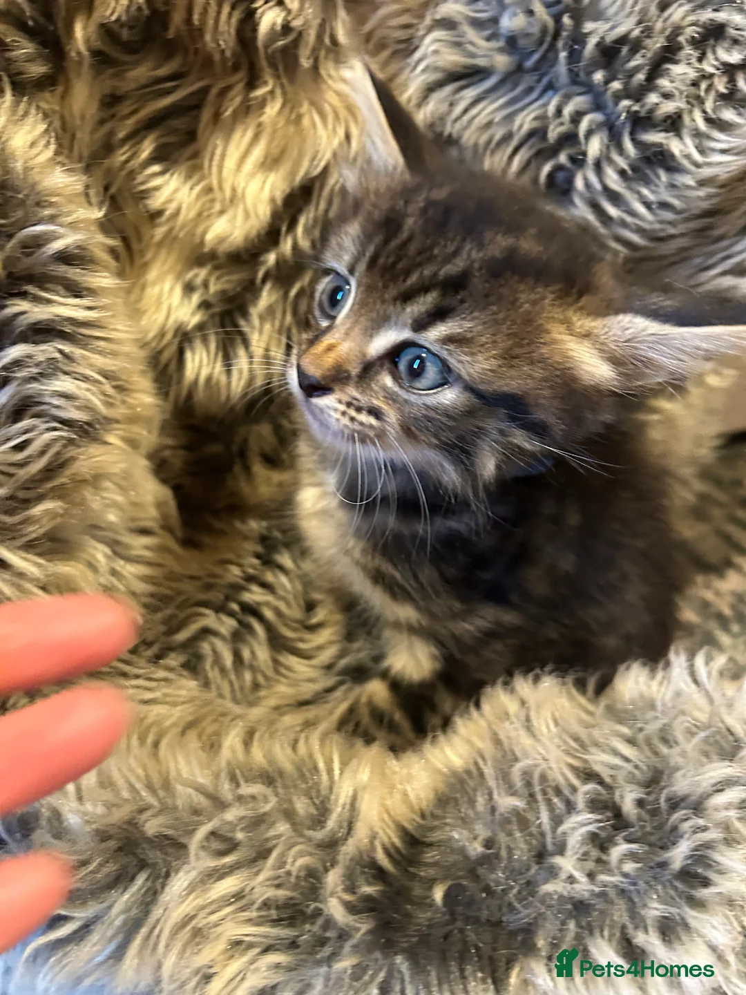 Mixed Breed cats for sale: Four beautiful mixed breed kittens - Advert 2
