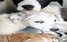 Mixed Breed dogs for adoption: 🐾 Poppy – hoping for gentle arms to trust - Advert 3