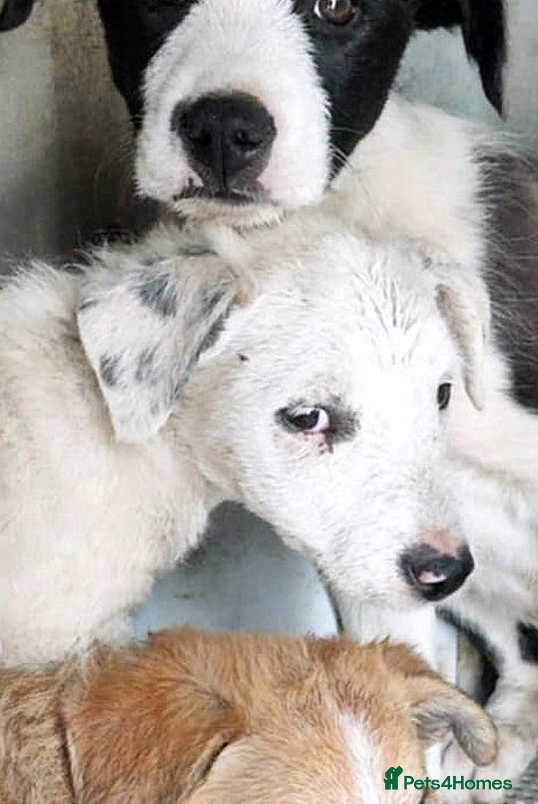 Mixed Breed dogs for adoption: 🐾 Poppy – hoping for gentle arms to trust - Advert 3