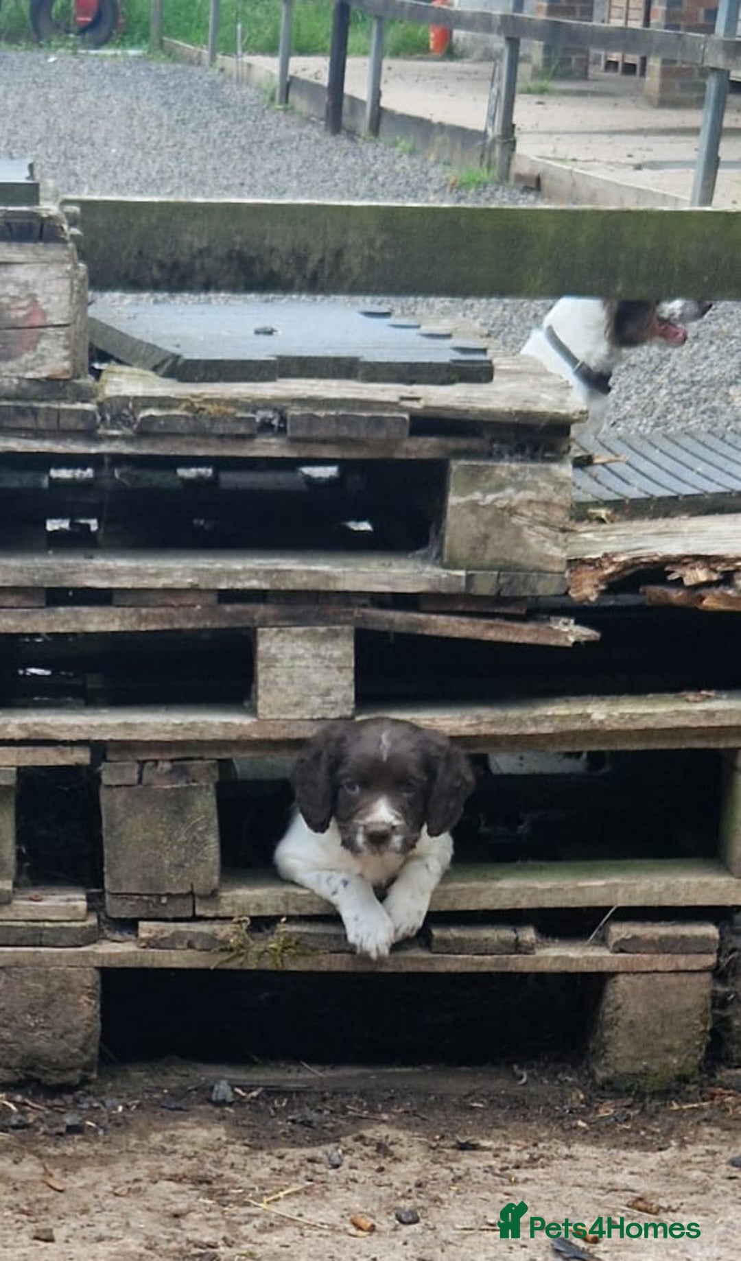 English Springer Spaniel dogs for sale: KC Working English Springer Spaniel puppies  - Image 5