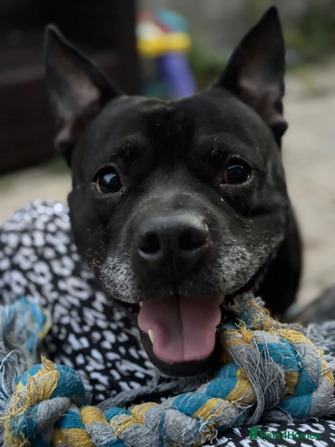 Mixed Breed dogs for sale: Staffie x Frenchie for sale  in Bristol - Advert 2