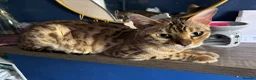 Bengal cats for sale: Snow mink Queen  - Advert 2