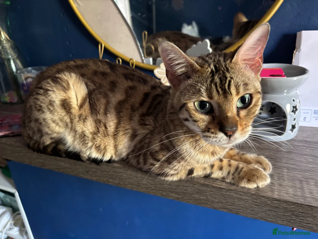 Bengal cats for sale: Snow mink Queen  - Advert 2