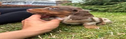 Miniature Dachshund dogs for sale: Short haired dachshunds  - Advert 5