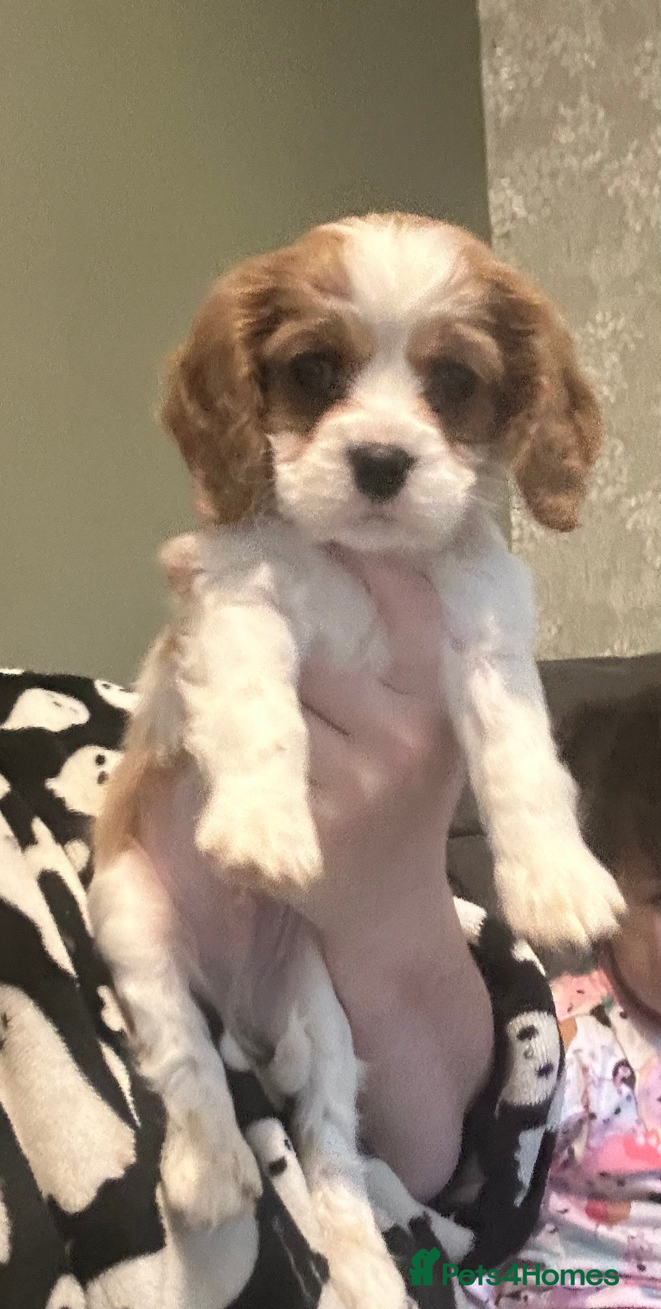 Cavalier King Charles Spaniel dogs READY NOW ! Cavalier King Charles spaniel - Advert 16