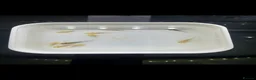 Axolotl reptiles for sale: Axolotls Golden & Wild Type King’s Lynn in King's Lynn - Advert 6