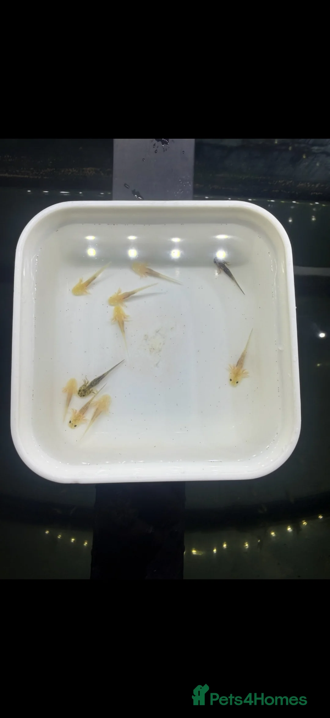 Axolotl reptiles for sale: Axolotls Golden & Wild Type King’s Lynn in King's Lynn - Advert 6