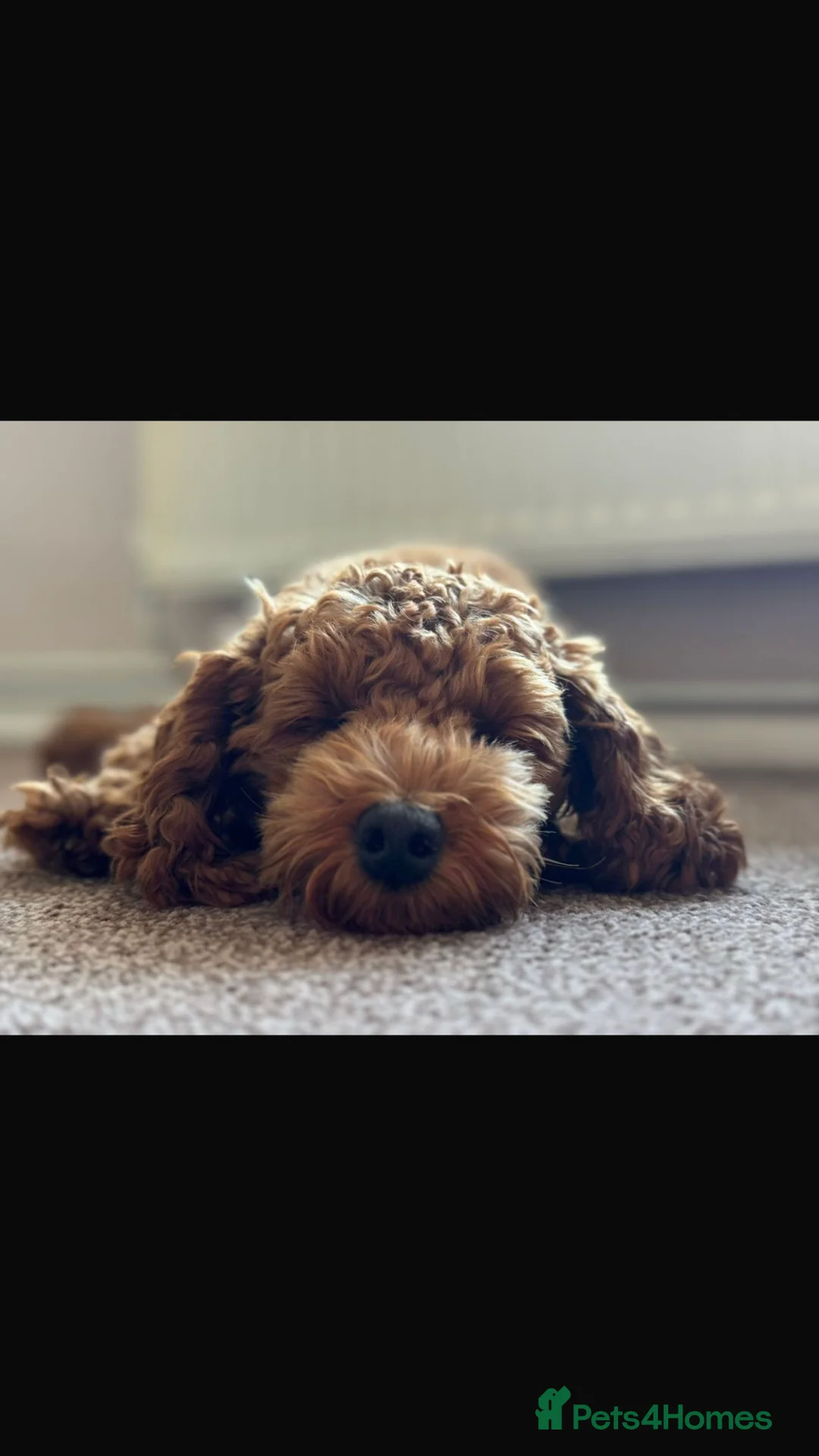 Toy Poodle dogs for stud: Proven Toy Poodle For Stud in Canterbury - Advert 19