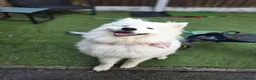 Samoyed dogs for sale: Female Samoyed looking for home - Advert 2