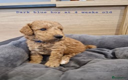 Australian Labradoodle dogs for sale: Stunning Australian labradoodles - Image 10