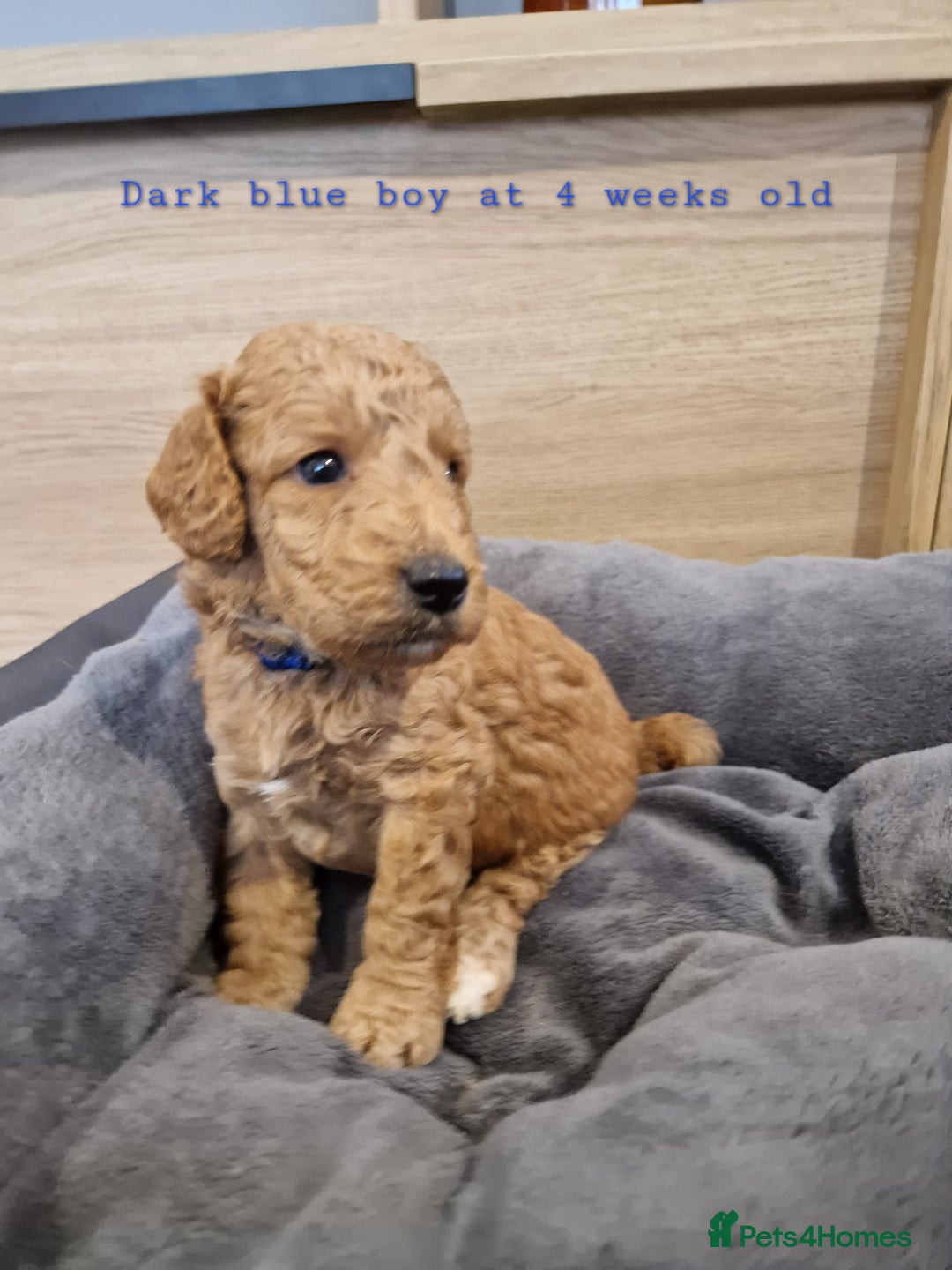 Australian Labradoodle dogs for sale: Stunning Australian labradoodles - Image 10
