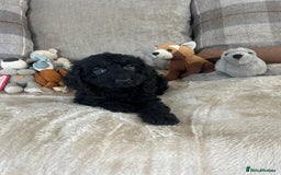 Cockapoo dogs for sale: Gorgeous F1 cockapoo puppies  - Image 34