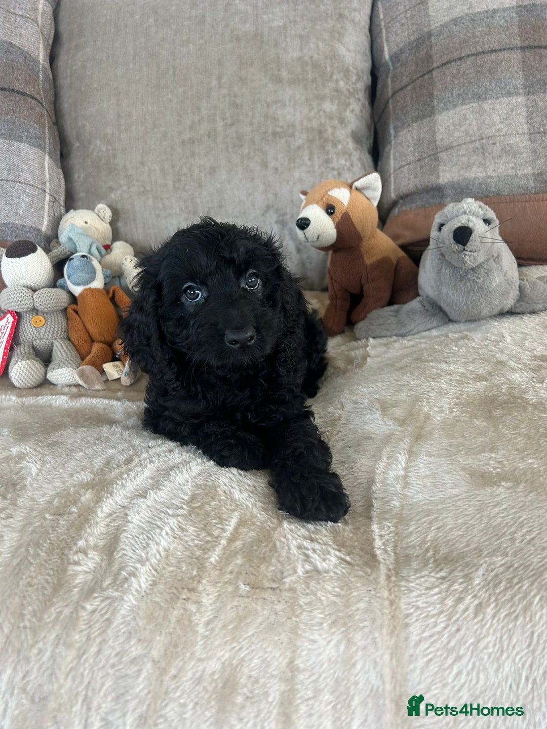 Cockapoo dogs for sale: Gorgeous F1 cockapoo puppies  - Image 34