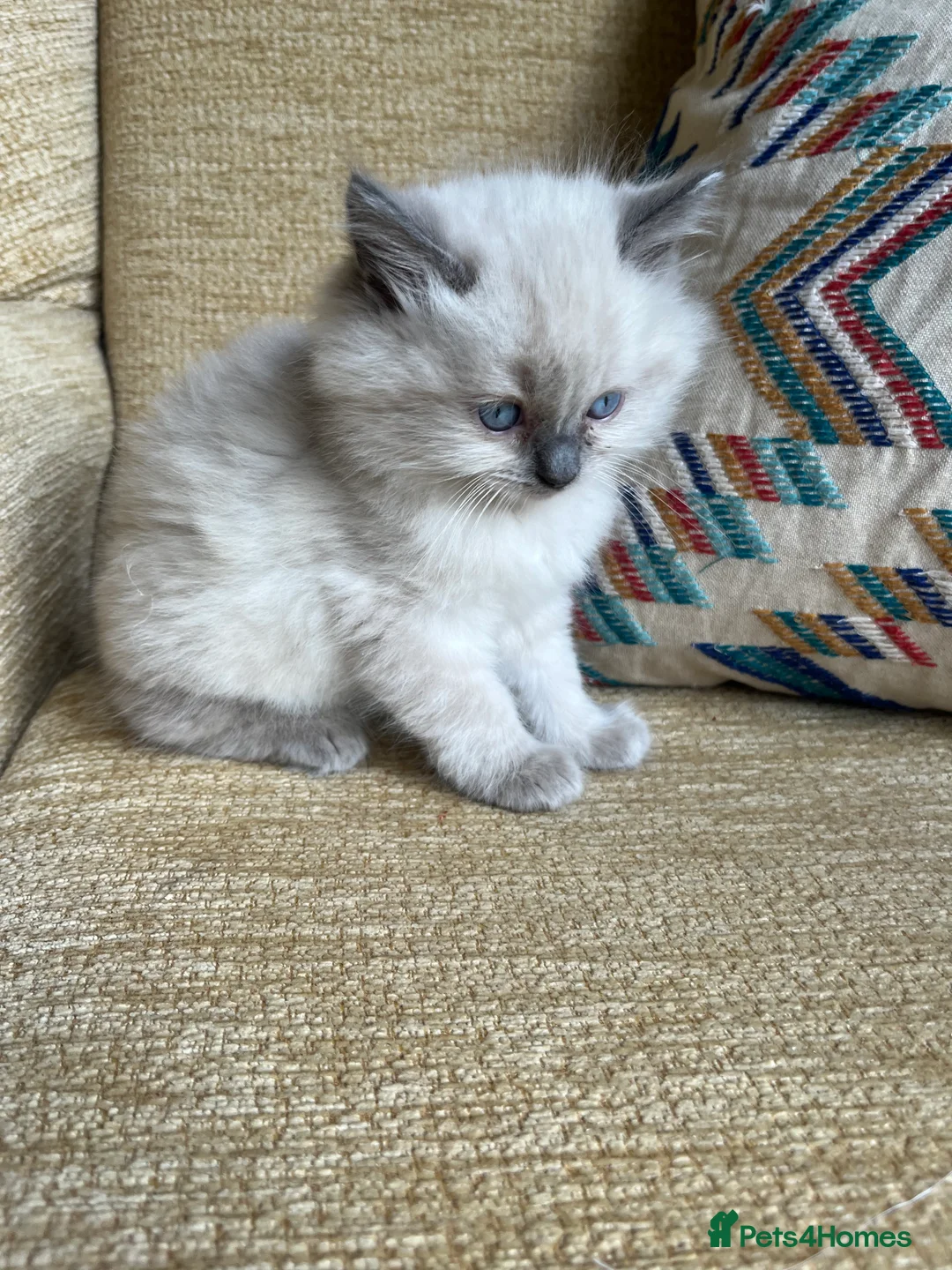 Ragdoll cats for sale: 2 x Fluffy Ragdoll x BSH kittens - Advert 7