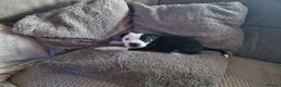 Mixed Breed dogs for sale: Beautiful Staffordshire cross puppies  in Stoke-on-Trent - Advert 19