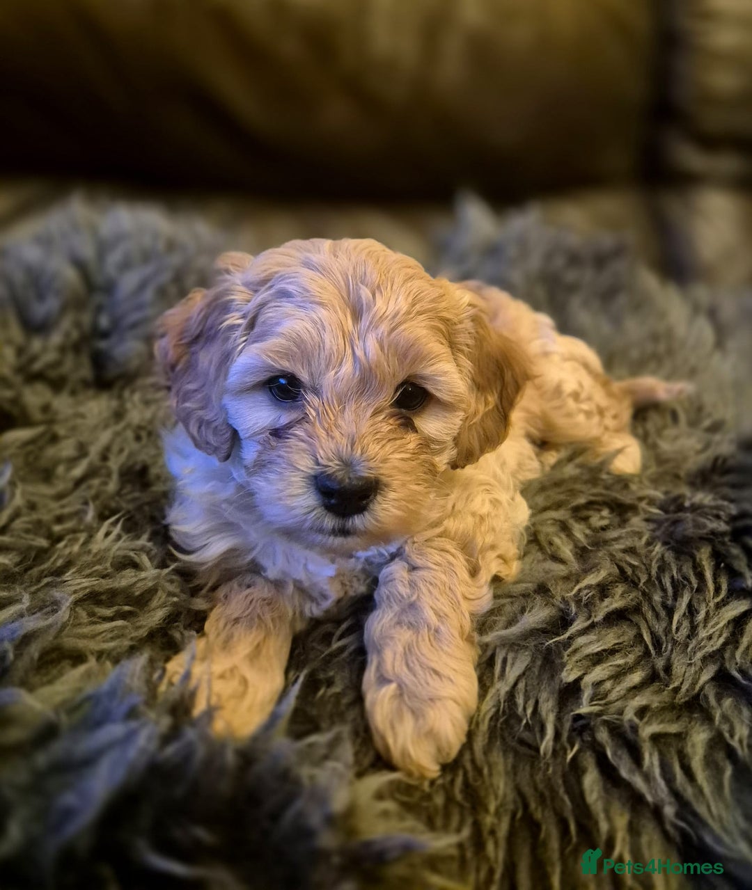Mixed Breed dogs for sale: Mixed Breed PUppies - Advert 5