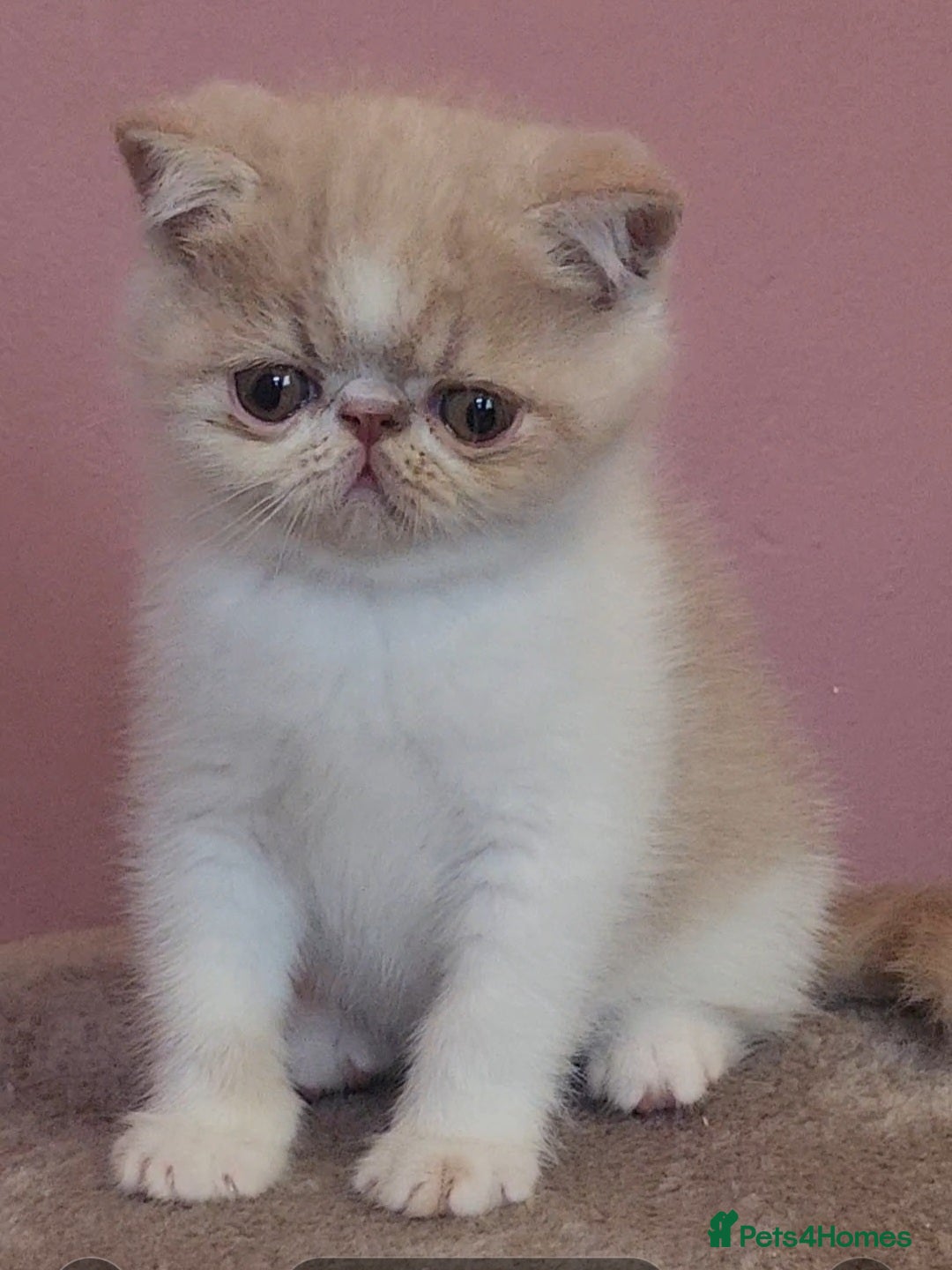 Exotic cats for sale: OUTSTANDING  QUALITY EXOTIC  KITTENS - Advert 18