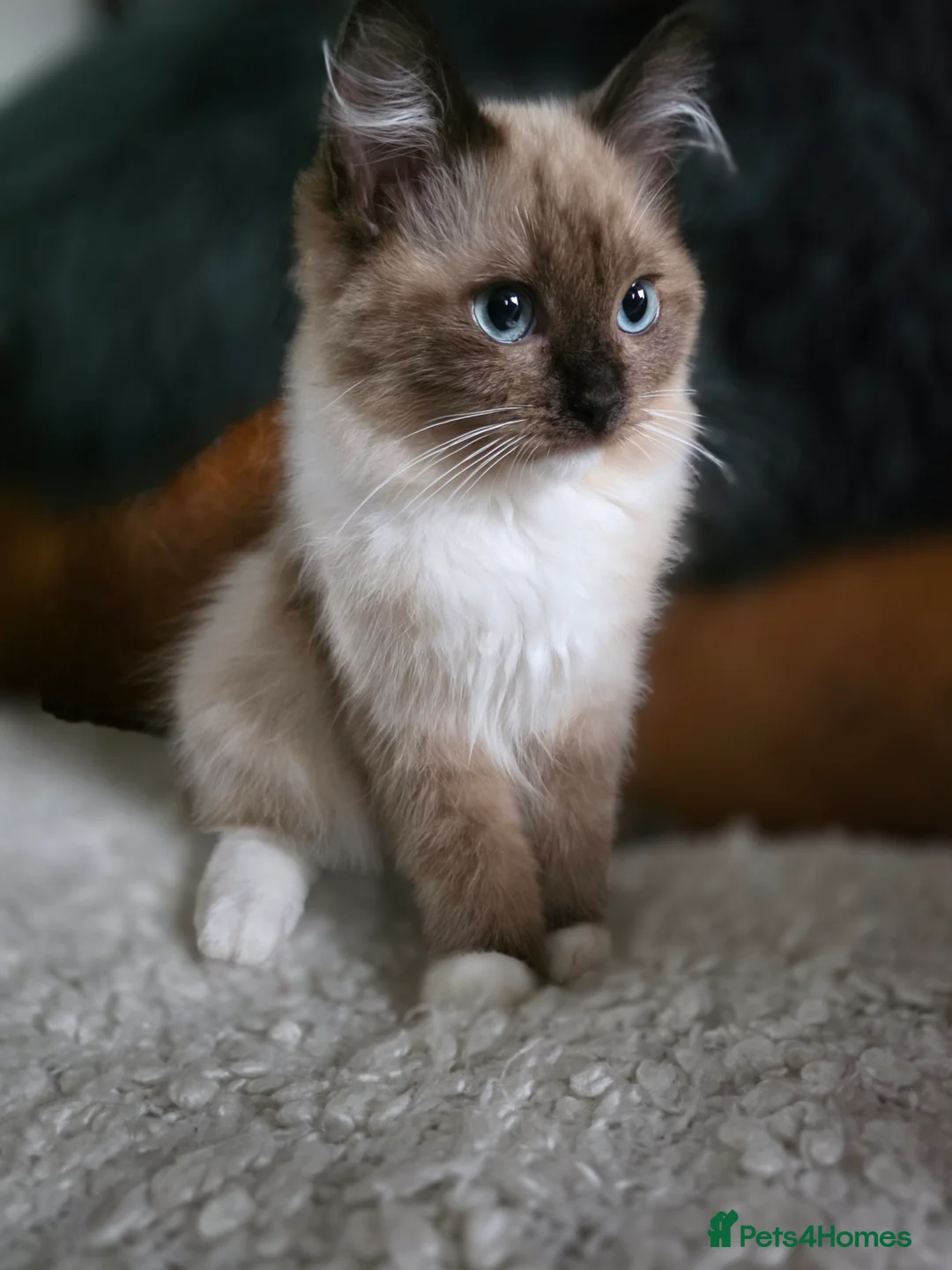 Ragdoll cats for sale: Beautiful Ragdoll Kittens - Advert 5