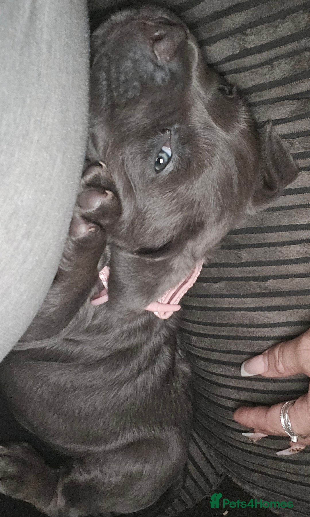 American Bulldog dogs for sale: Skye  - Image 2