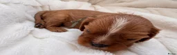 Cavalier King Charles Spaniel dogs for sale: Beautiful red KC boys health tested parents 😍🐶😍 in Swanley - Advert 16